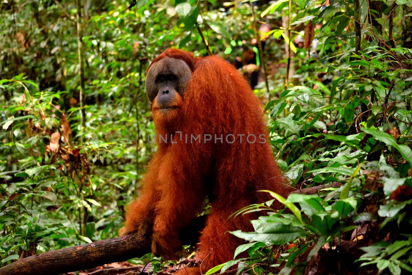 Sumatran orangutan male in the Gunung Leuser National Park by silentstock639