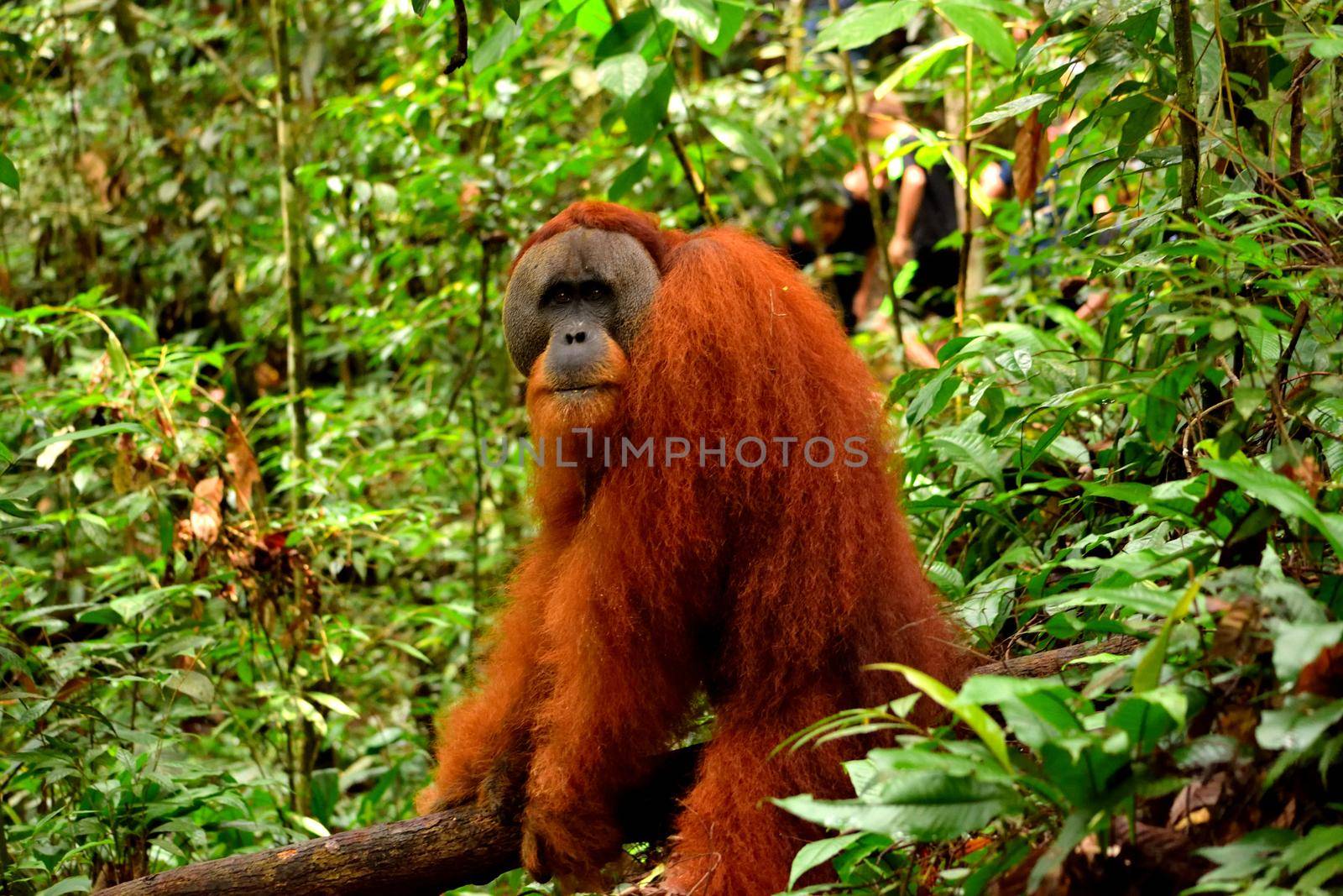 Sumatran orangutan male in the Gunung Leuser National Park, Indonesia