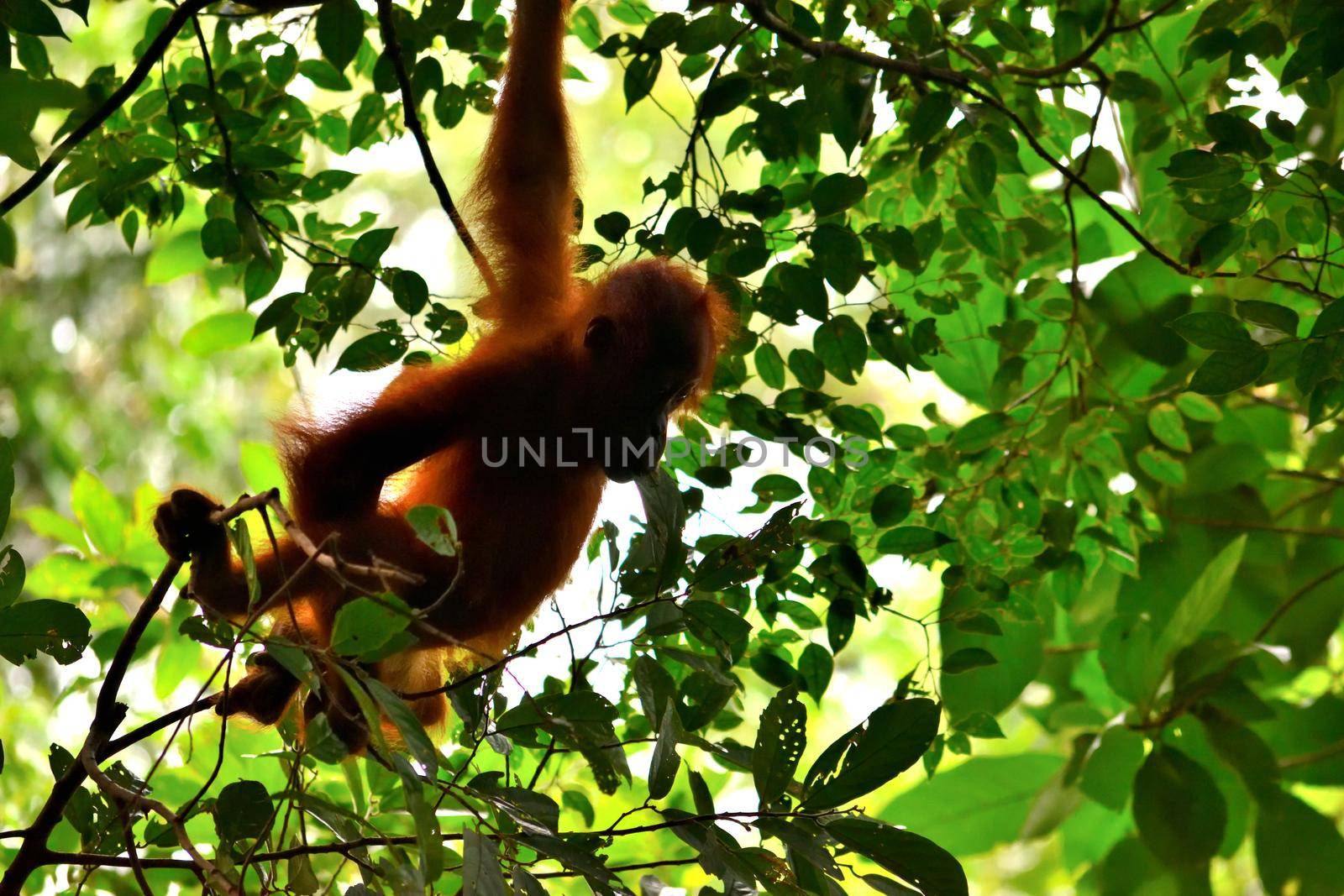 Sumatran orangutan cub in the Gunung Leuser National Park by silentstock639