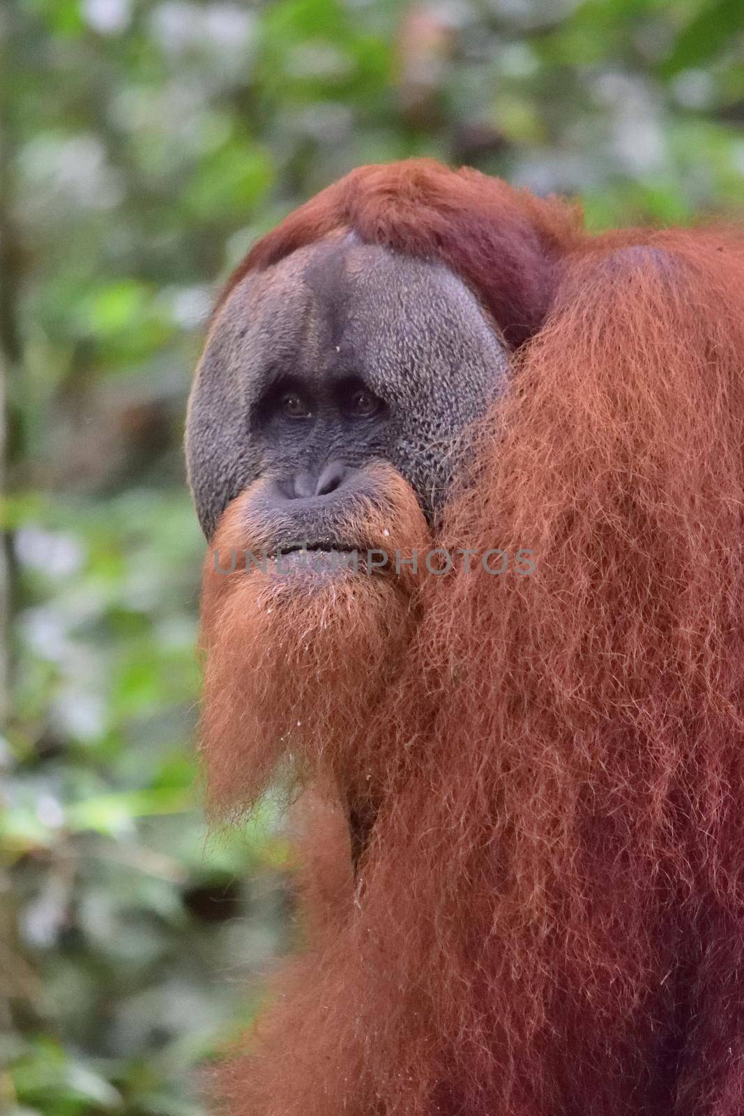 Sumatran Orangutans in Gunung Leuser National Park by silentstock639