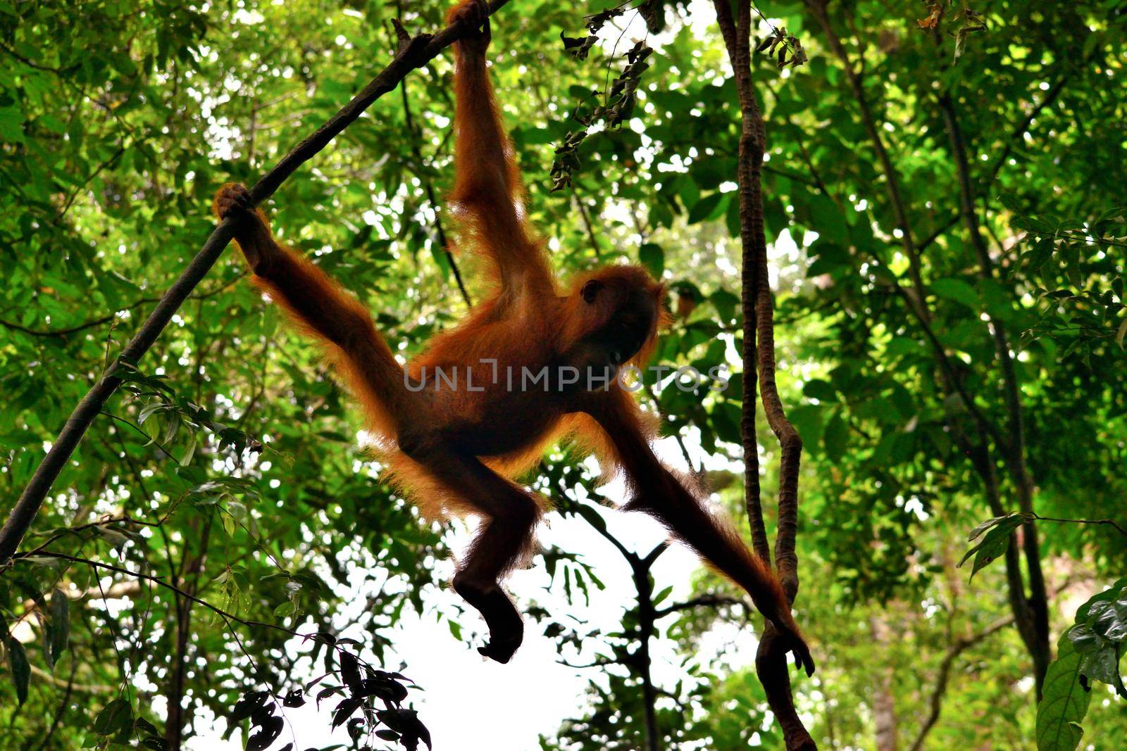 Sumatran orangutan cub in the Gunung Leuser National Park by silentstock639