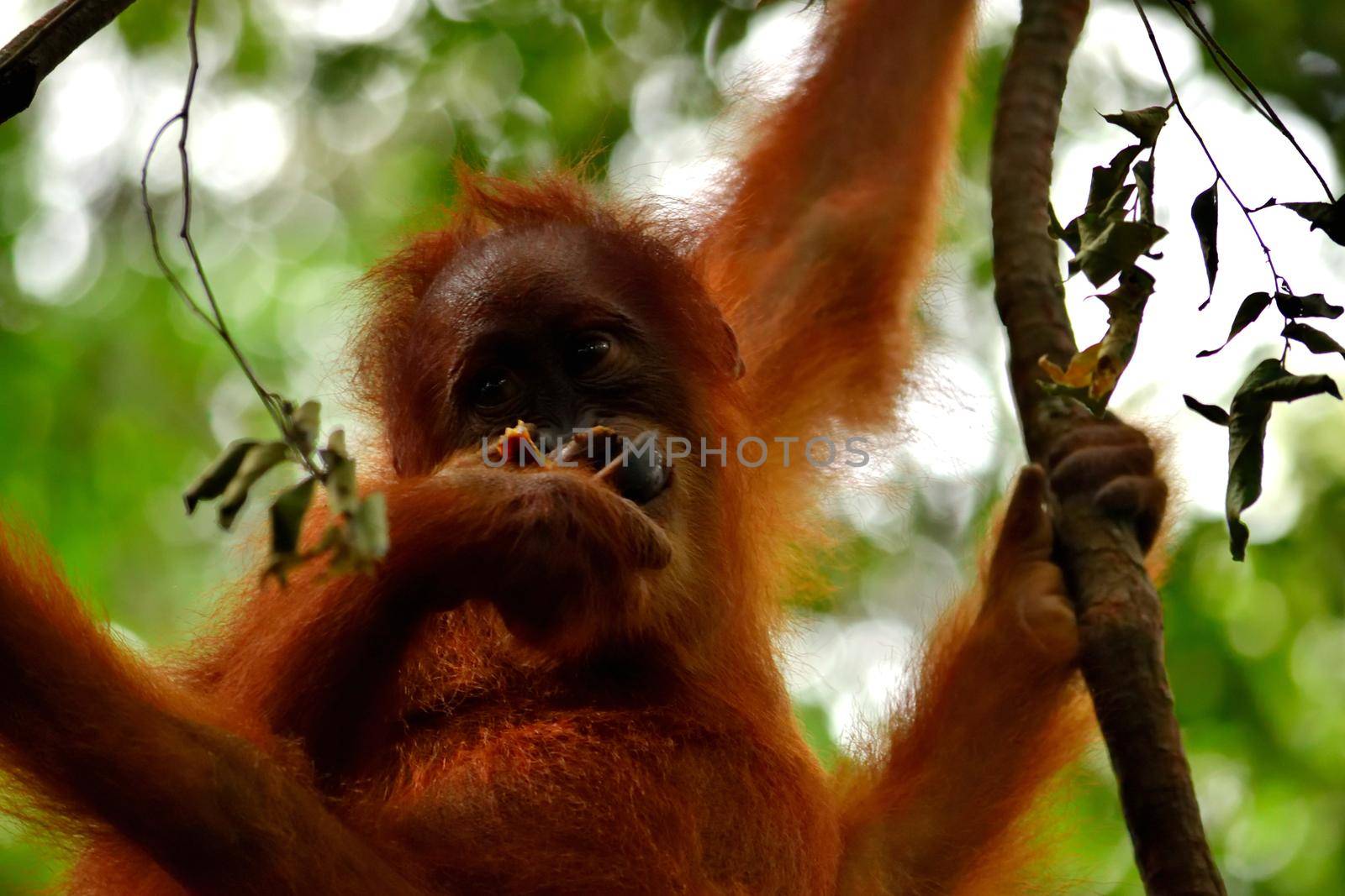 Sumatran orangutan cub in the Gunung Leuser National Park by silentstock639