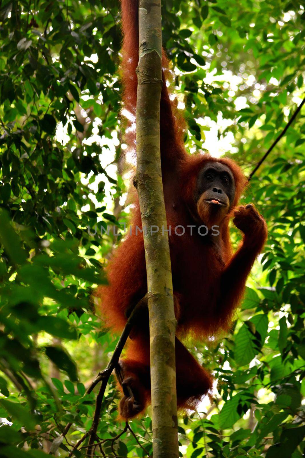 Sumatran orangutan female in the Gunung Leuser National Park, Indonesia