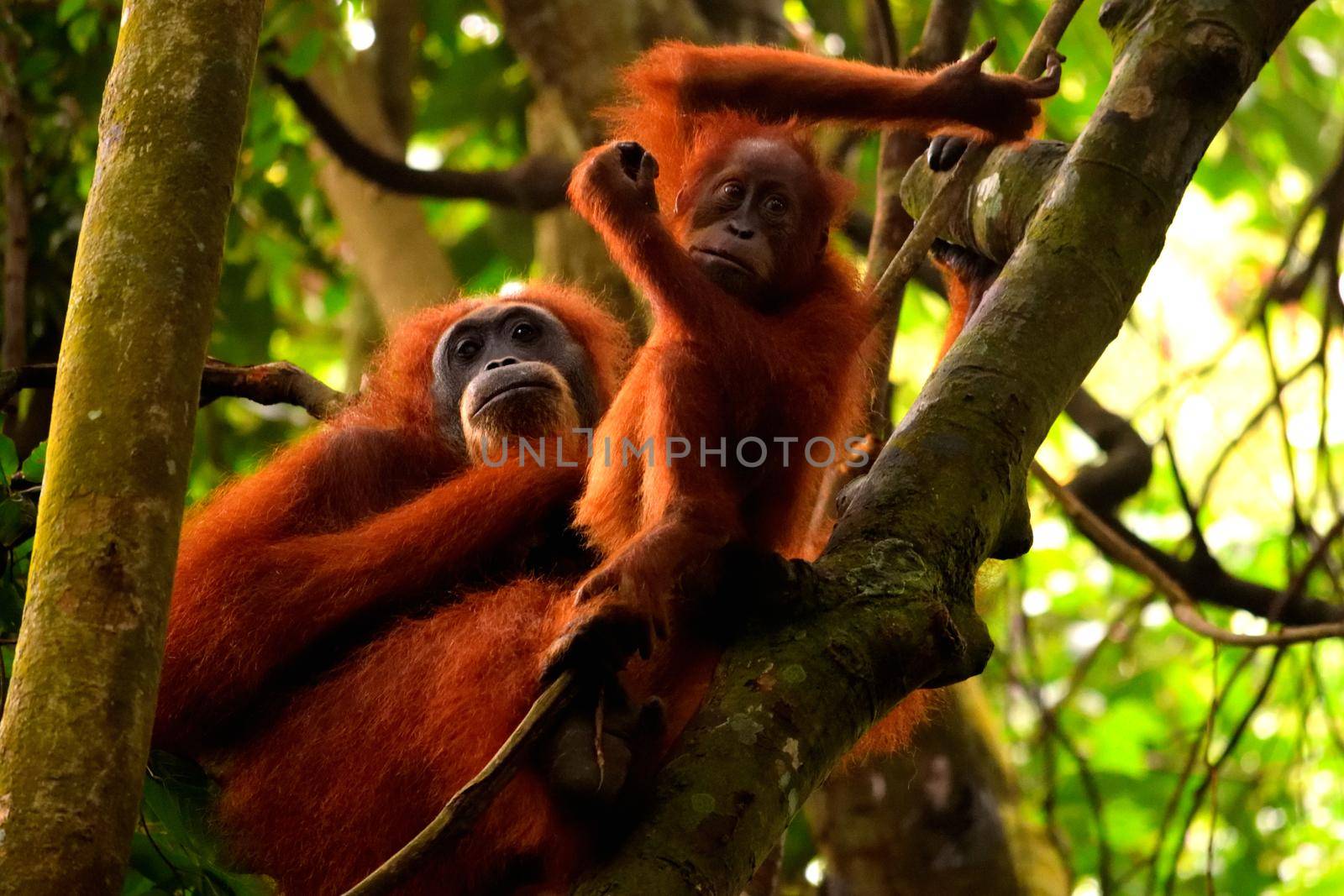 Sumatran orangutan female and its cub in the Gunung Leuser National Park by silentstock639