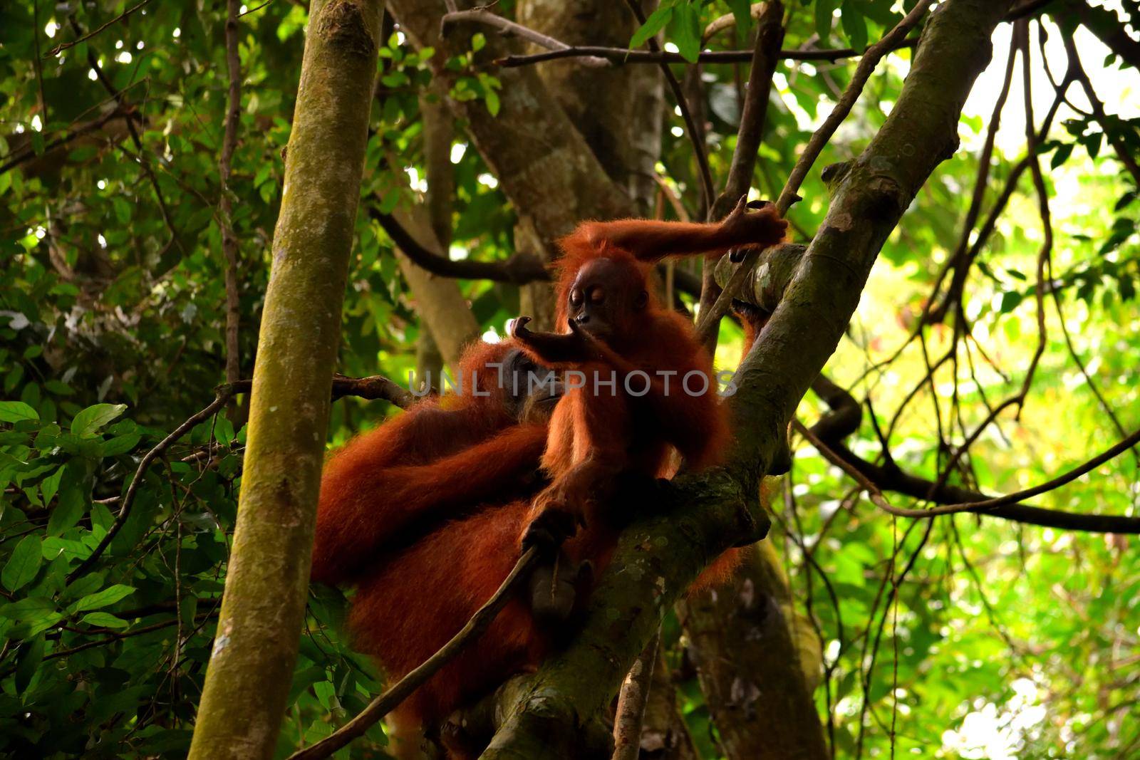 Sumatran orangutan female and its cub in the Gunung Leuser National Park, Indonesia