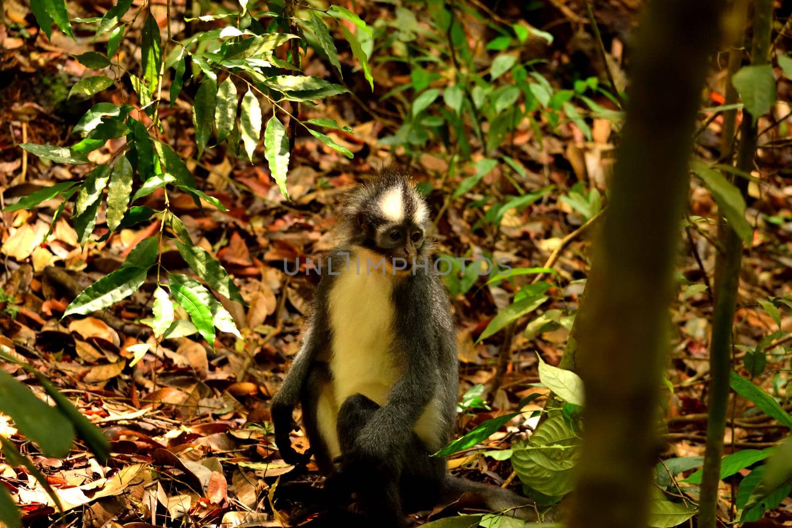 Closeup of thomas leaf monkey in the Gunung Leuser National Park by silentstock639