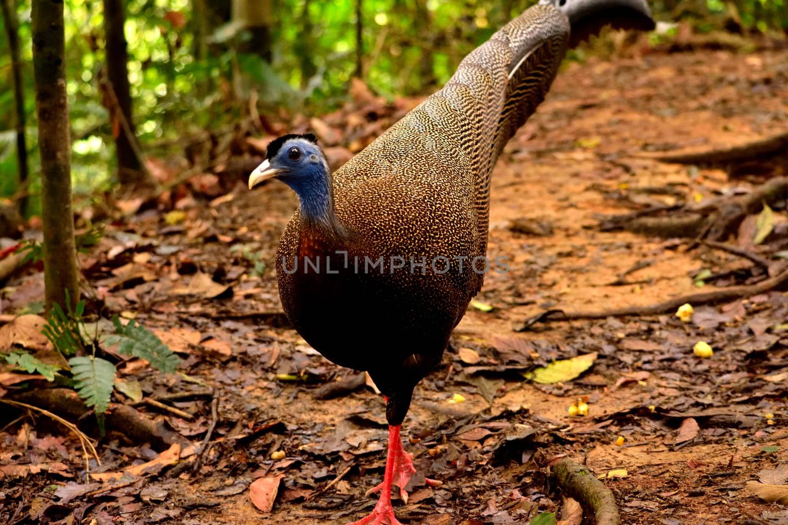 Rare sumatran peacock in the Gunung Leuser National Park by silentstock639