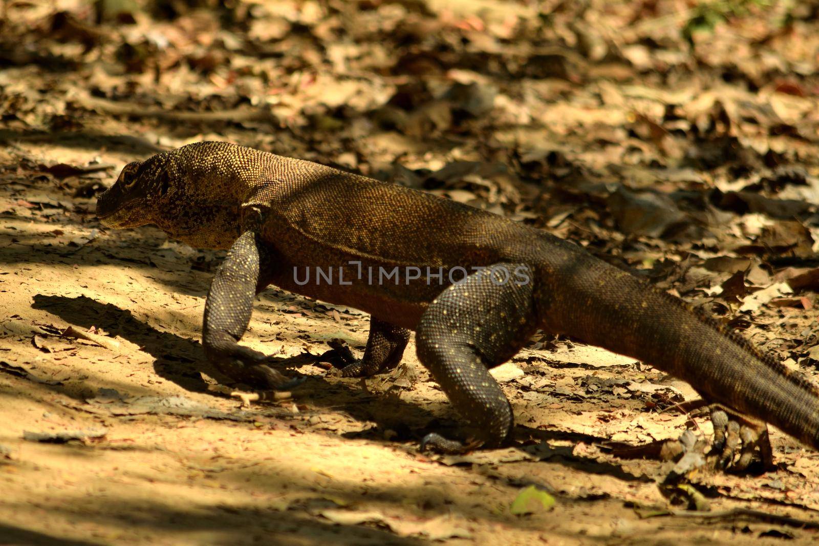 Closeup of a komodo dragon in Komodo National Park, Indonesia