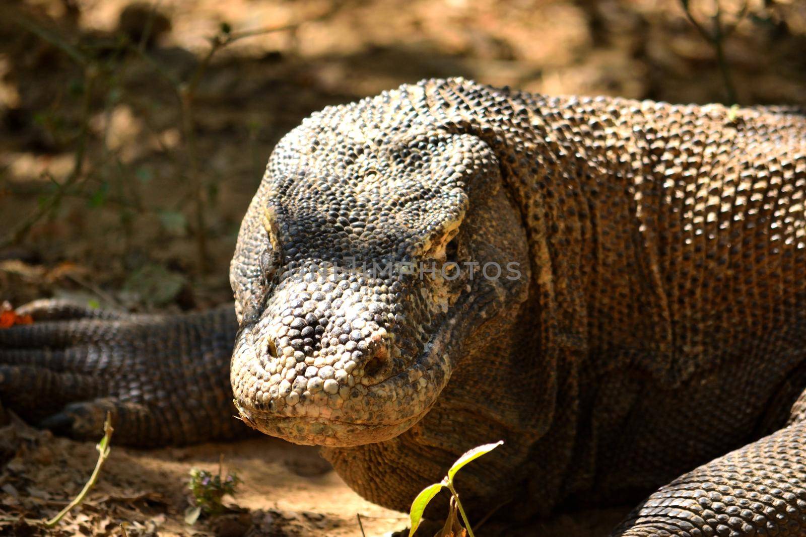 Closeup of a komodo dragon in Komodo National Park, Indonesia