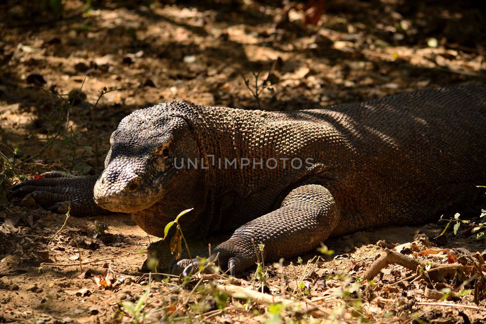 Closeup of a komodo dragon in Komodo National Park, Indonesia