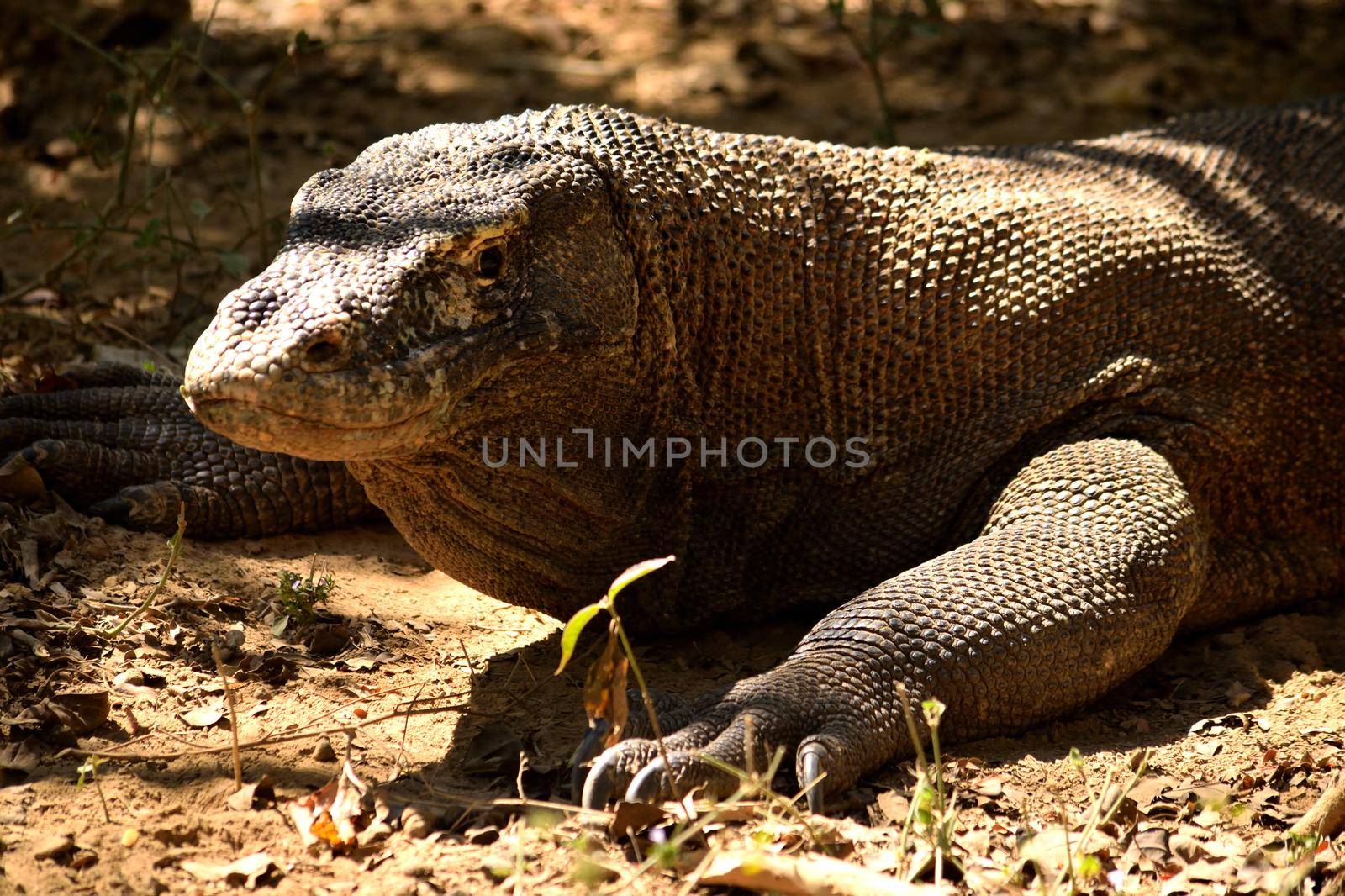 Closeup of a komodo dragon in Komodo National Park, Indonesia