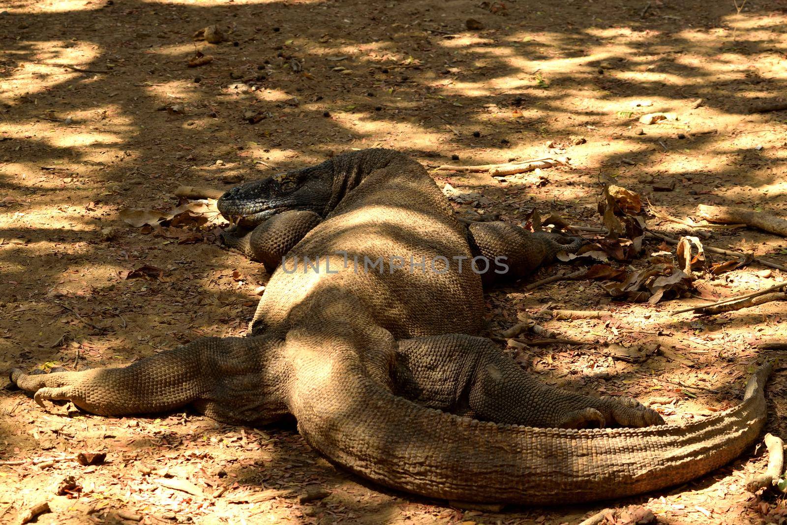 Closeup of a komodo dragon in Komodo National Park, Indonesia