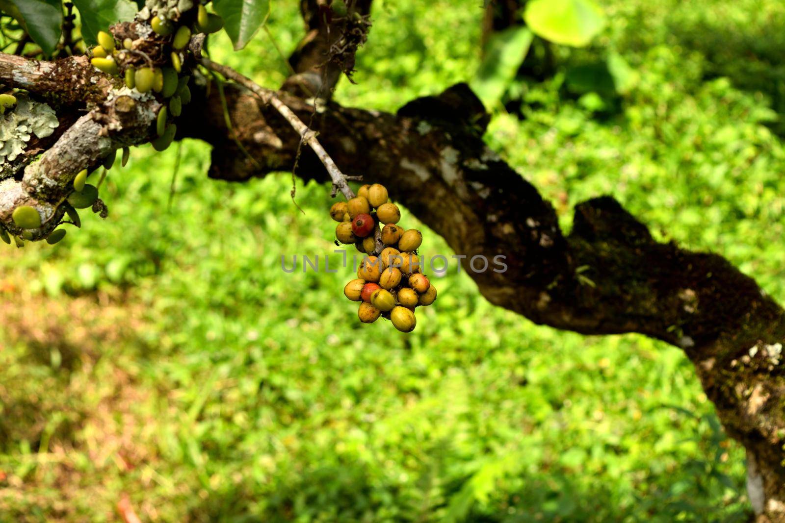 Close up of a coffee plant inside a large plantation by silentstock639