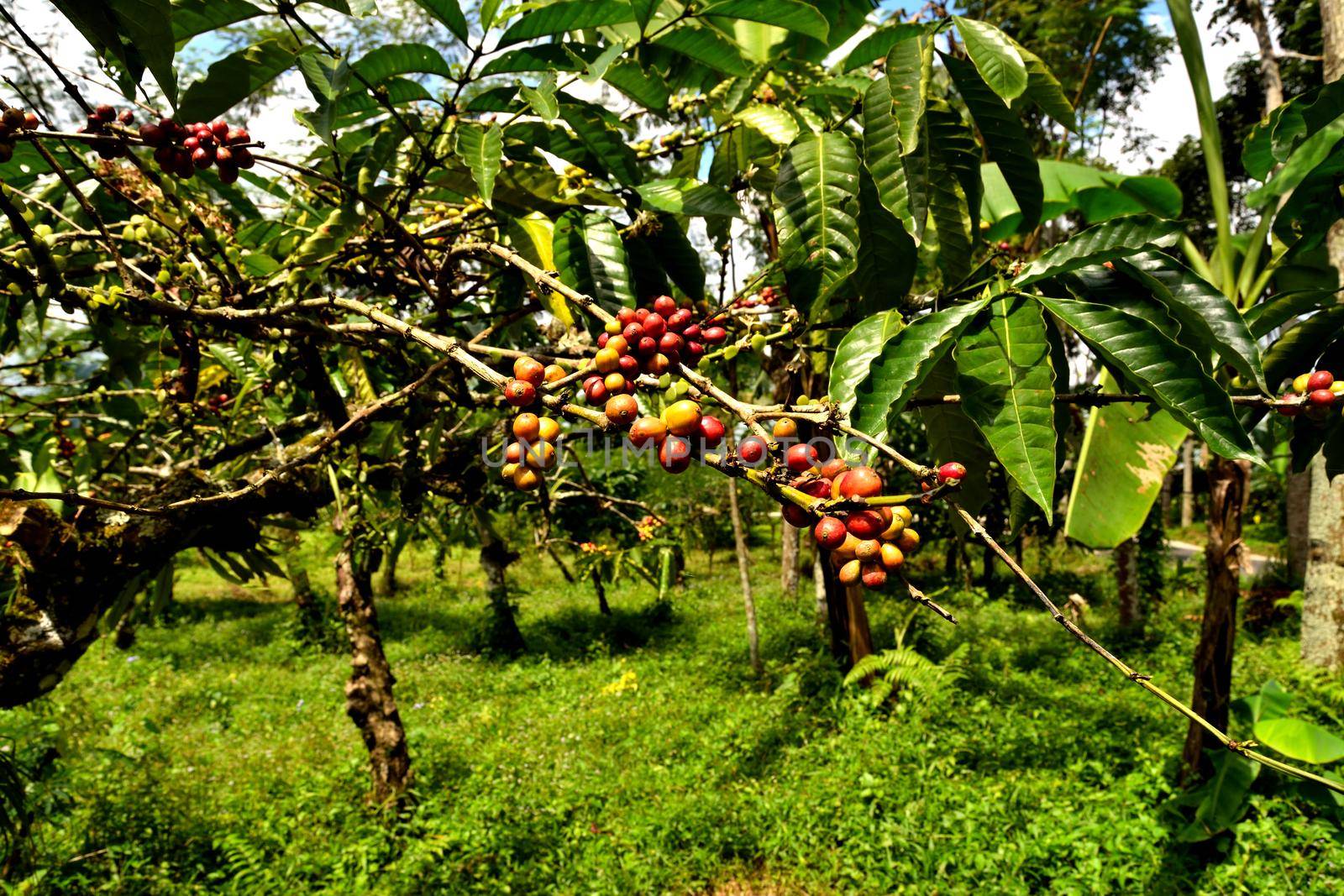 Close up of a coffee plant inside a large plantation, Java