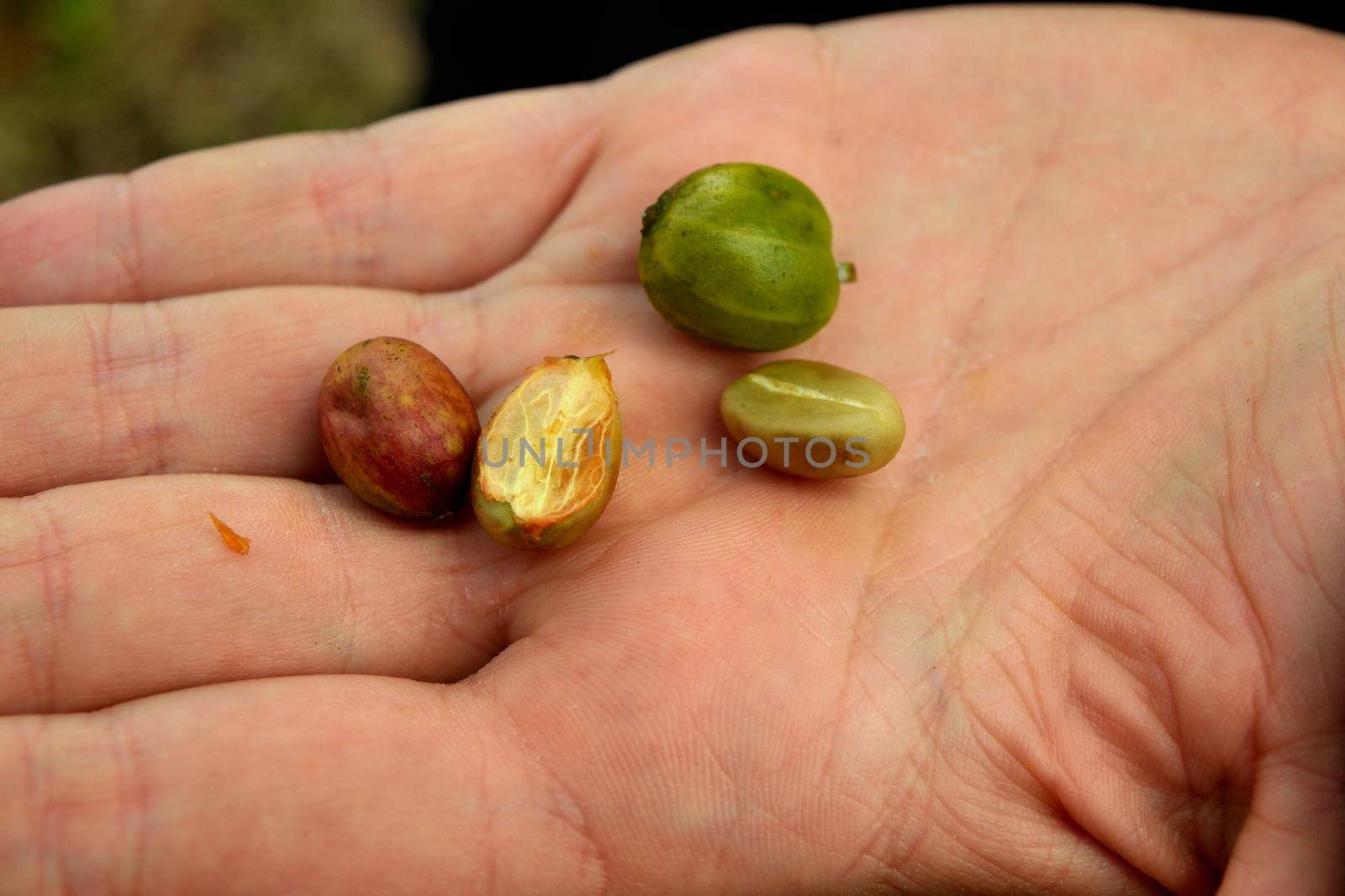 Closeup of some freshly picked and held coffee beans in one hand, Java