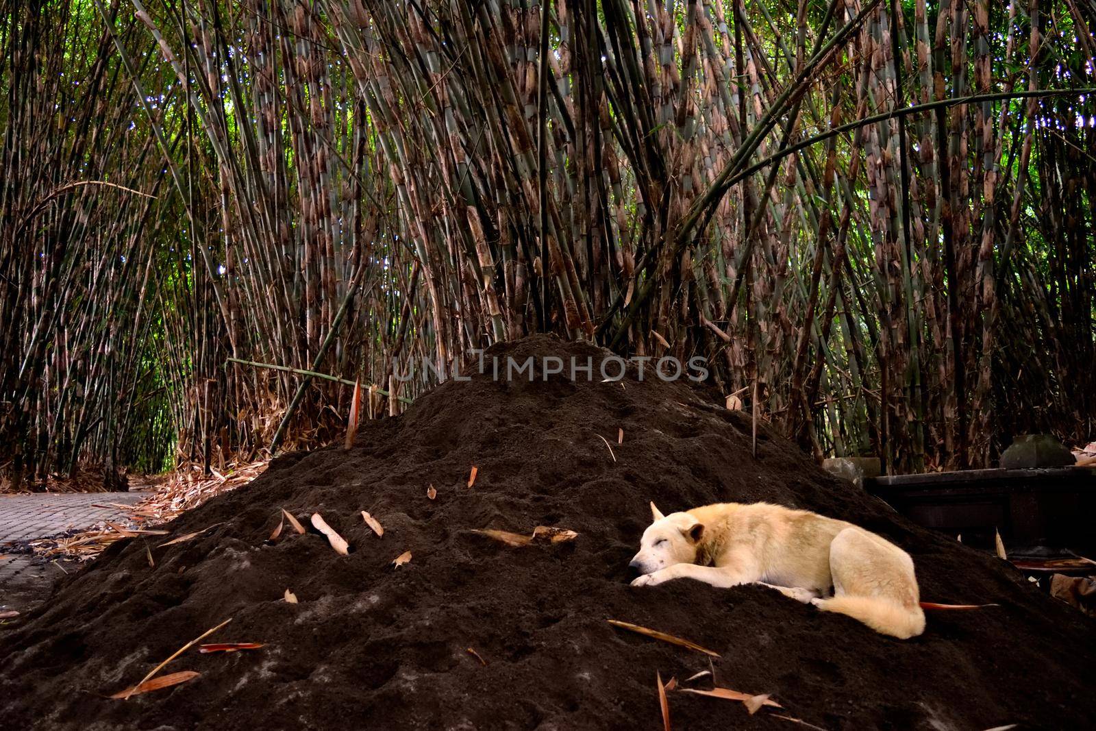 Closeup of a dog sleeping inside the bambu forest, Bali