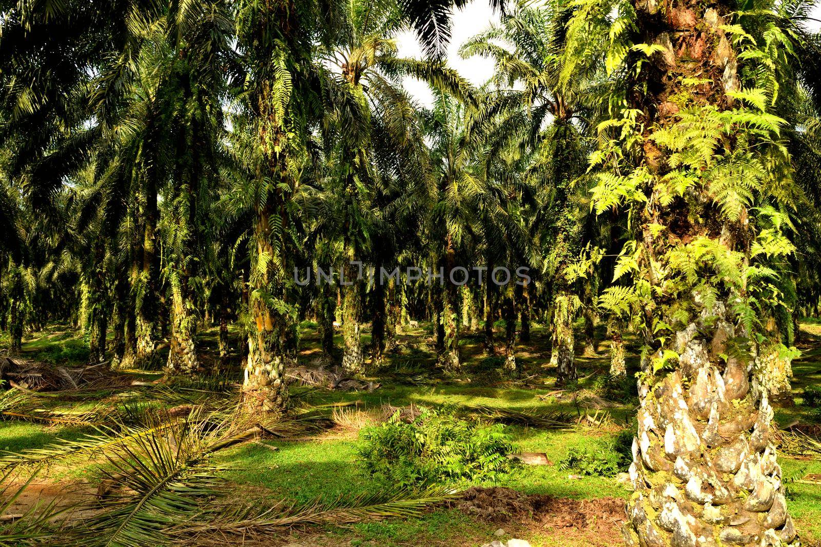 View of an oil palm plantation, after deforestation, Sumatra