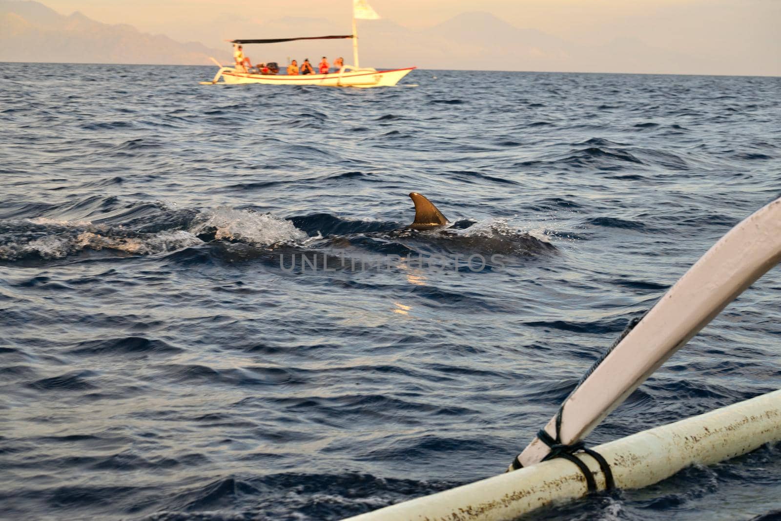 Group of dolphins at sunrise in Lovina, Bali