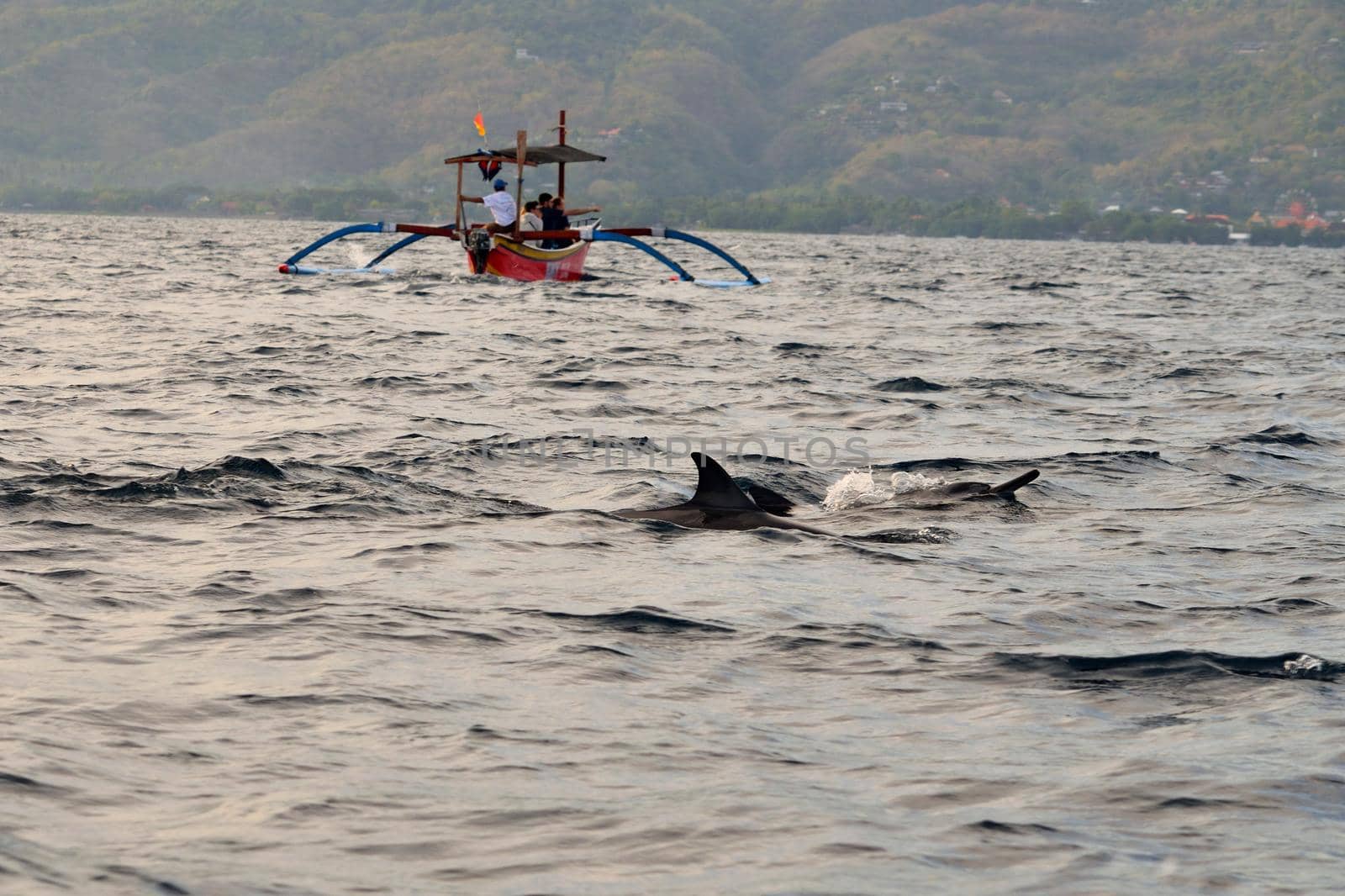 Group of dolphins at sunrise in Lovina by silentstock639