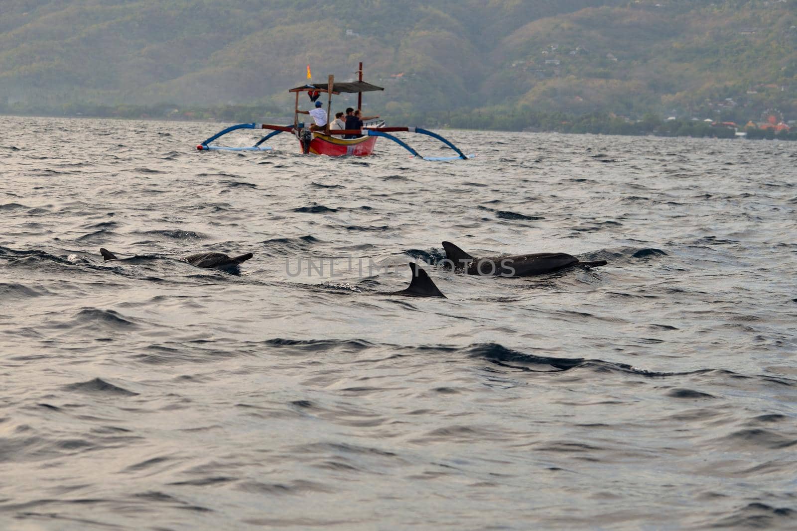 Group of dolphins at sunrise in Lovina by silentstock639