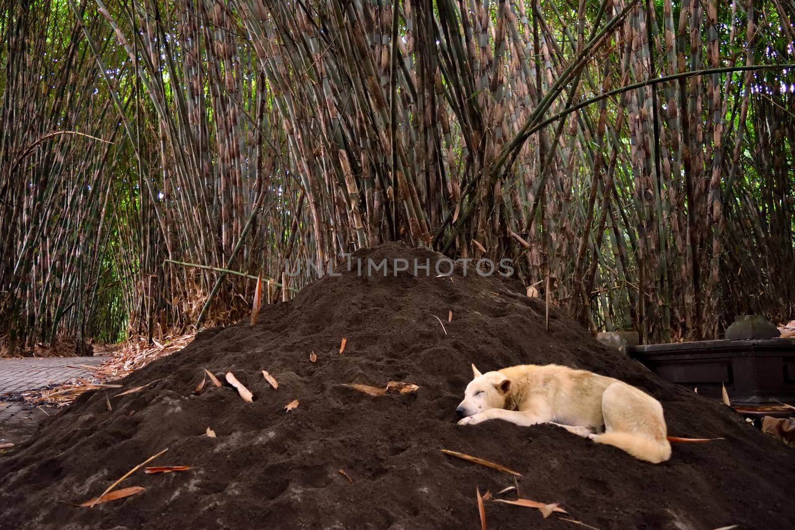 Bamboo forest close to Penglipuran village, Bali, Indonesia