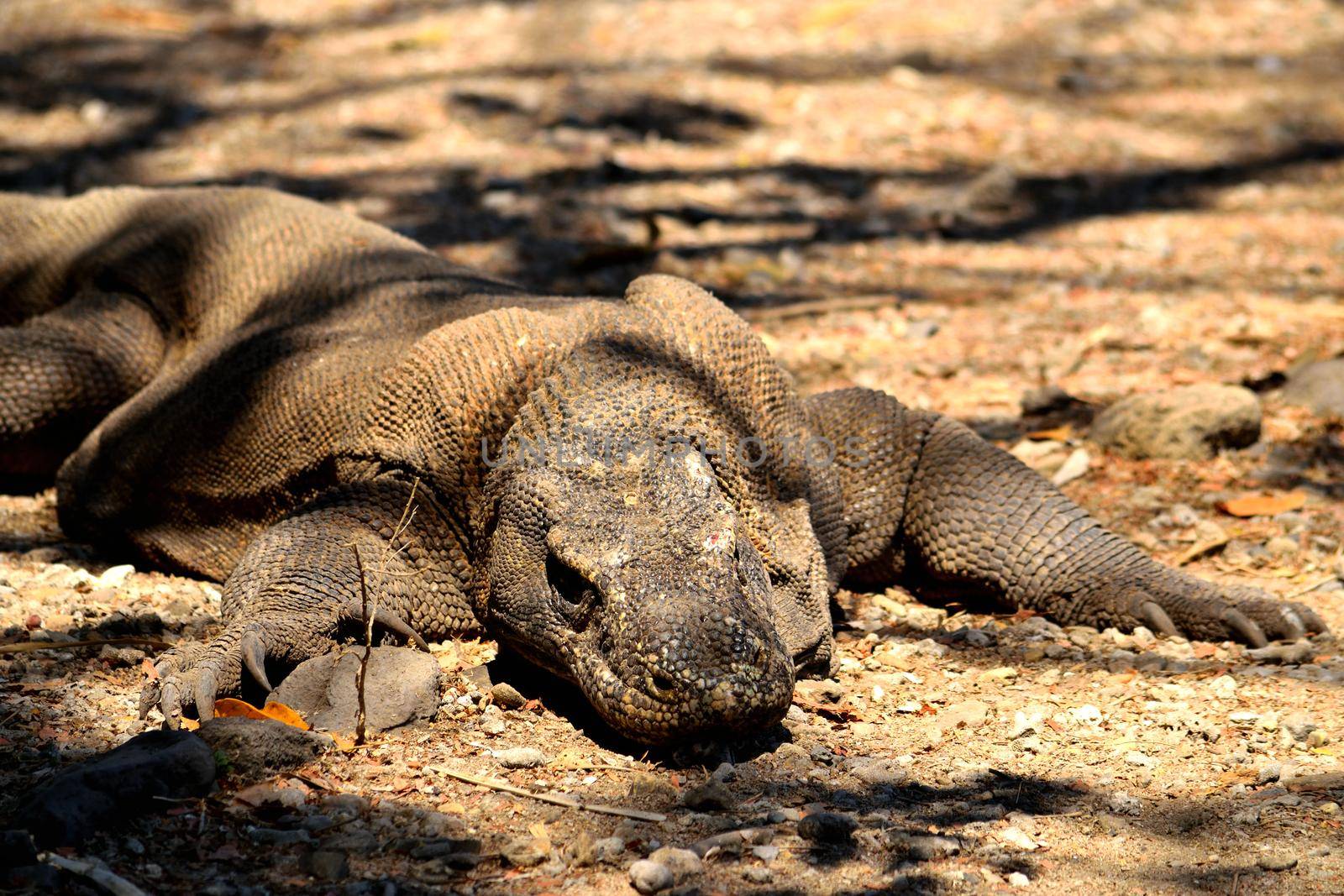 Closeup of a komodo dragon in Komodo National Park by silentstock639