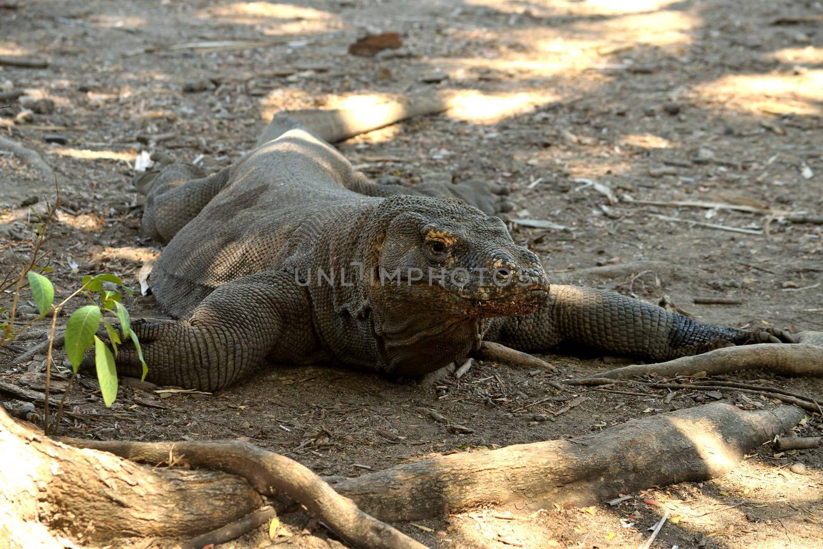 Closeup of a komodo dragon in Komodo National Park, Indonesia