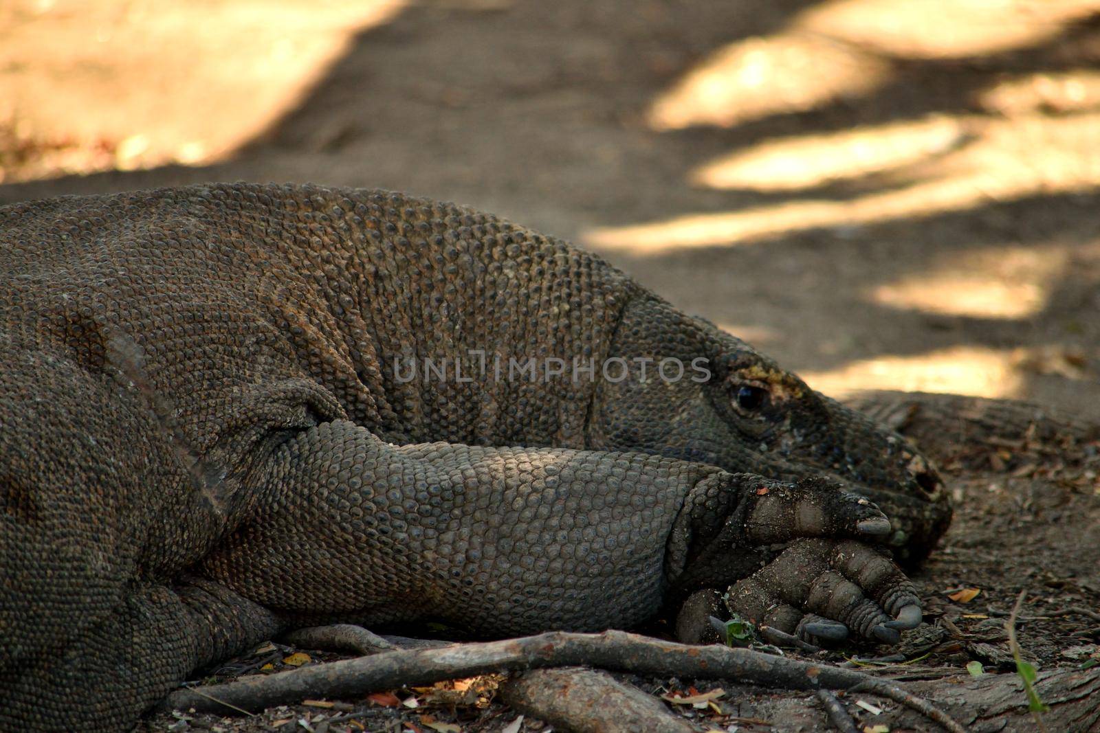 Closeup of a komodo dragon in Komodo National Park, Indonesia