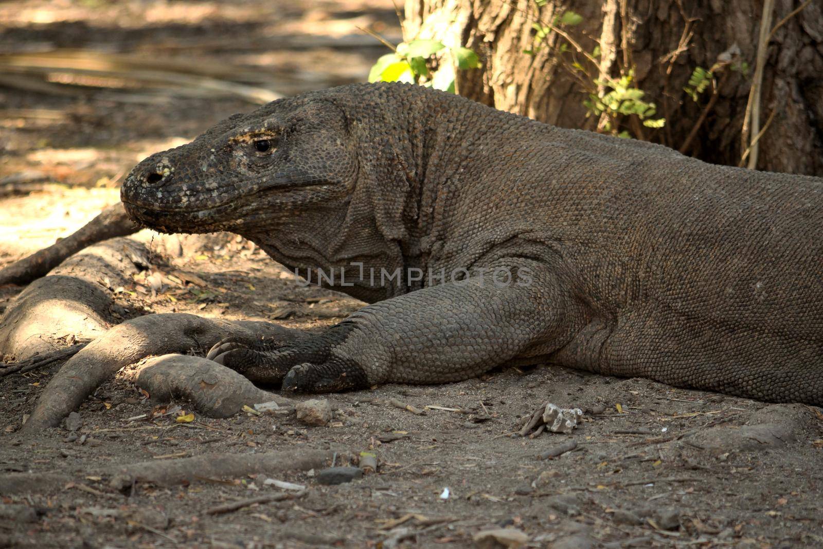 Closeup of a komodo dragon in Komodo National Park by silentstock639