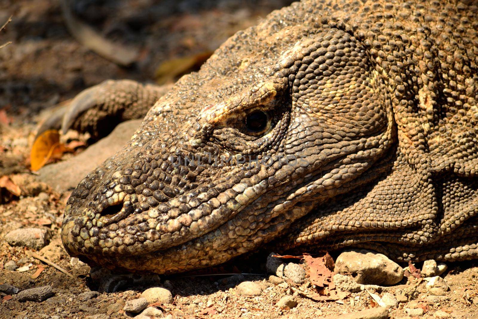 Closeup of a komodo dragon in Komodo National Park by silentstock639