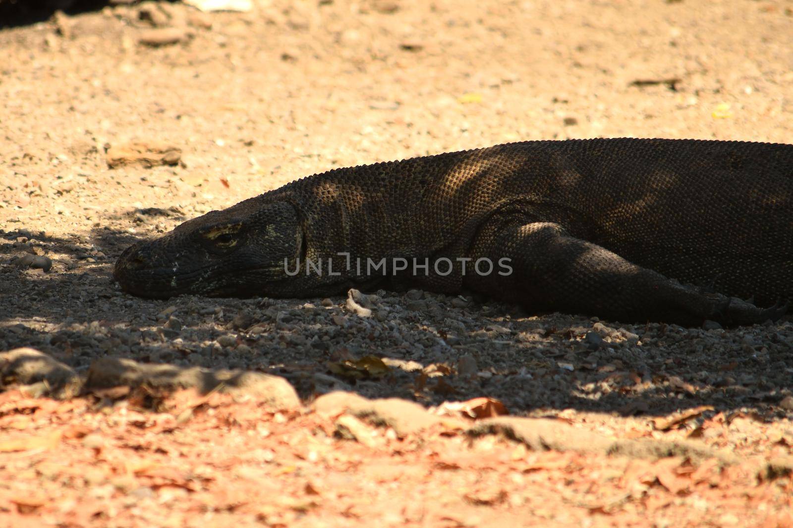 Closeup of a komodo dragon in Komodo National Park by silentstock639