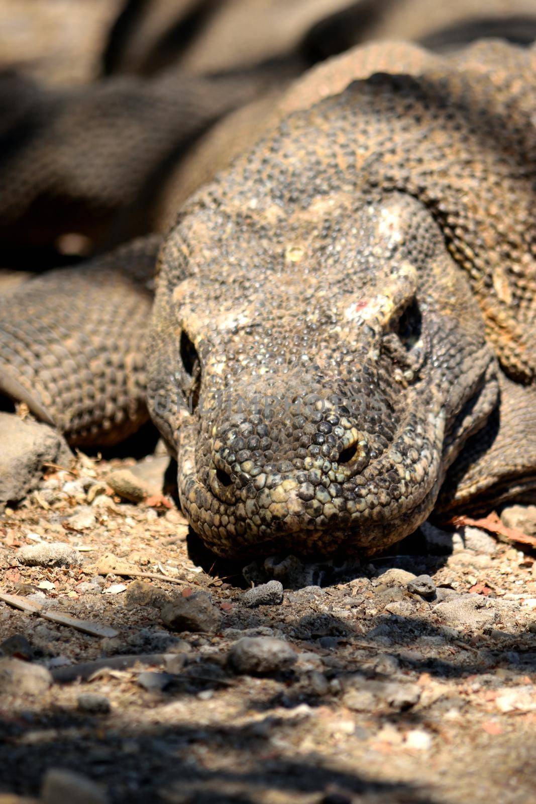 Closeup of a komodo dragon in Komodo National Park, Indonesia