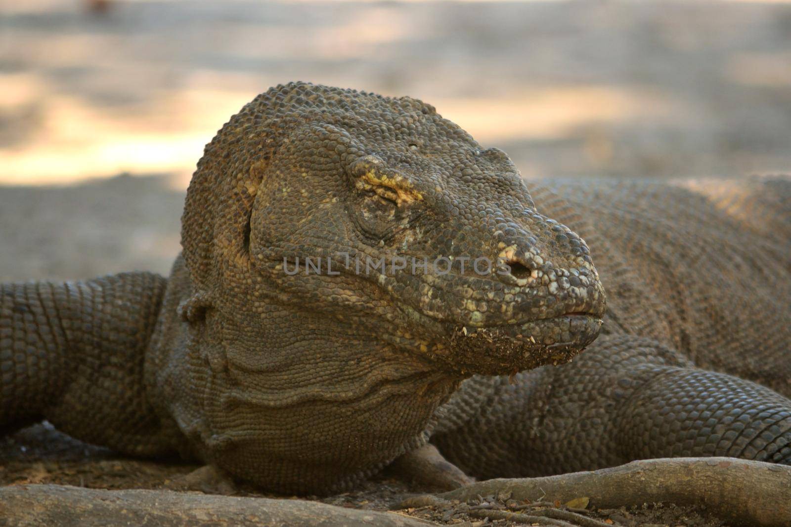 Closeup of a komodo dragon in Komodo National Park, Indonesia