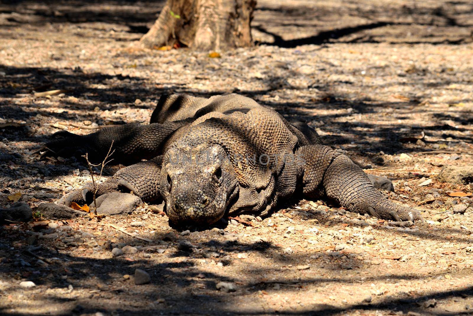 Closeup of a komodo dragon in Komodo National Park by silentstock639