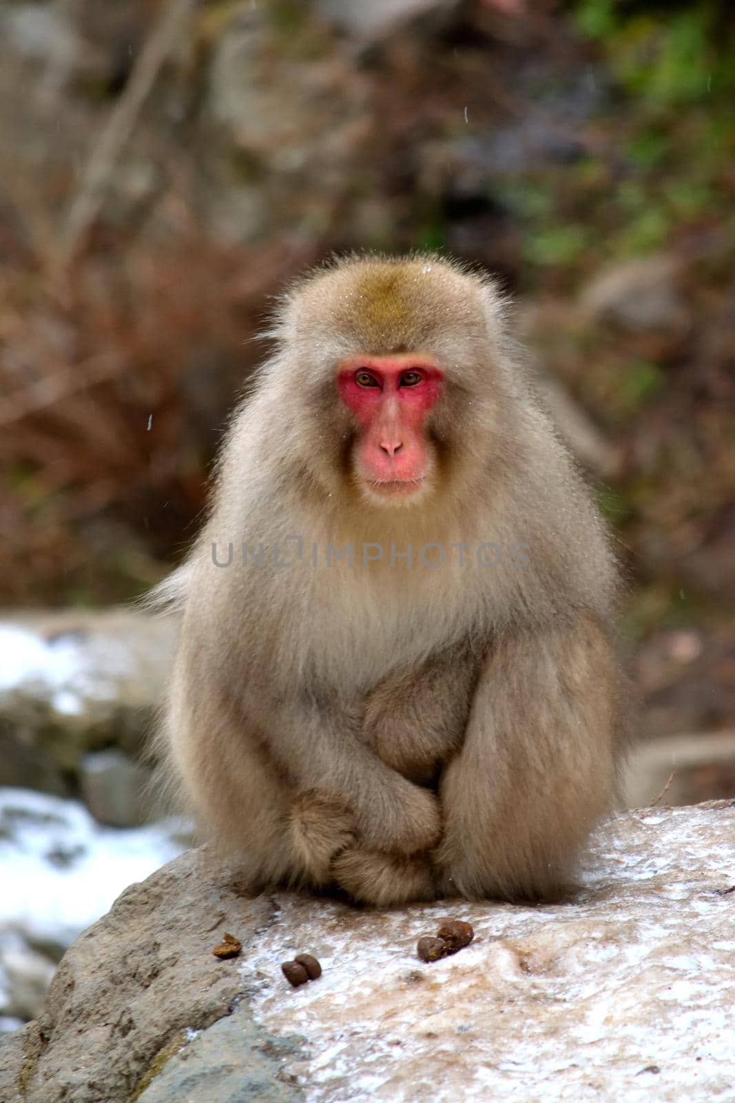 Closeup of a japanese macaque during the winter season, Jigokudani