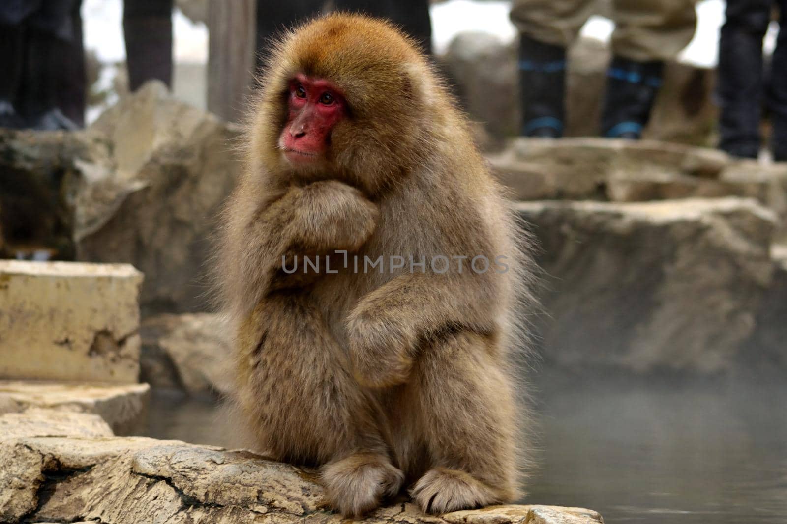 Closeup of a japanese macaque during the winter season by silentstock639