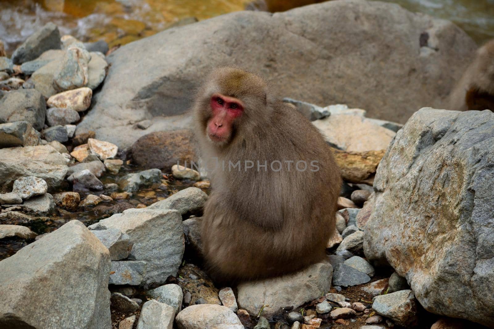 Closeup of a japanese macaque during the winter season by silentstock639