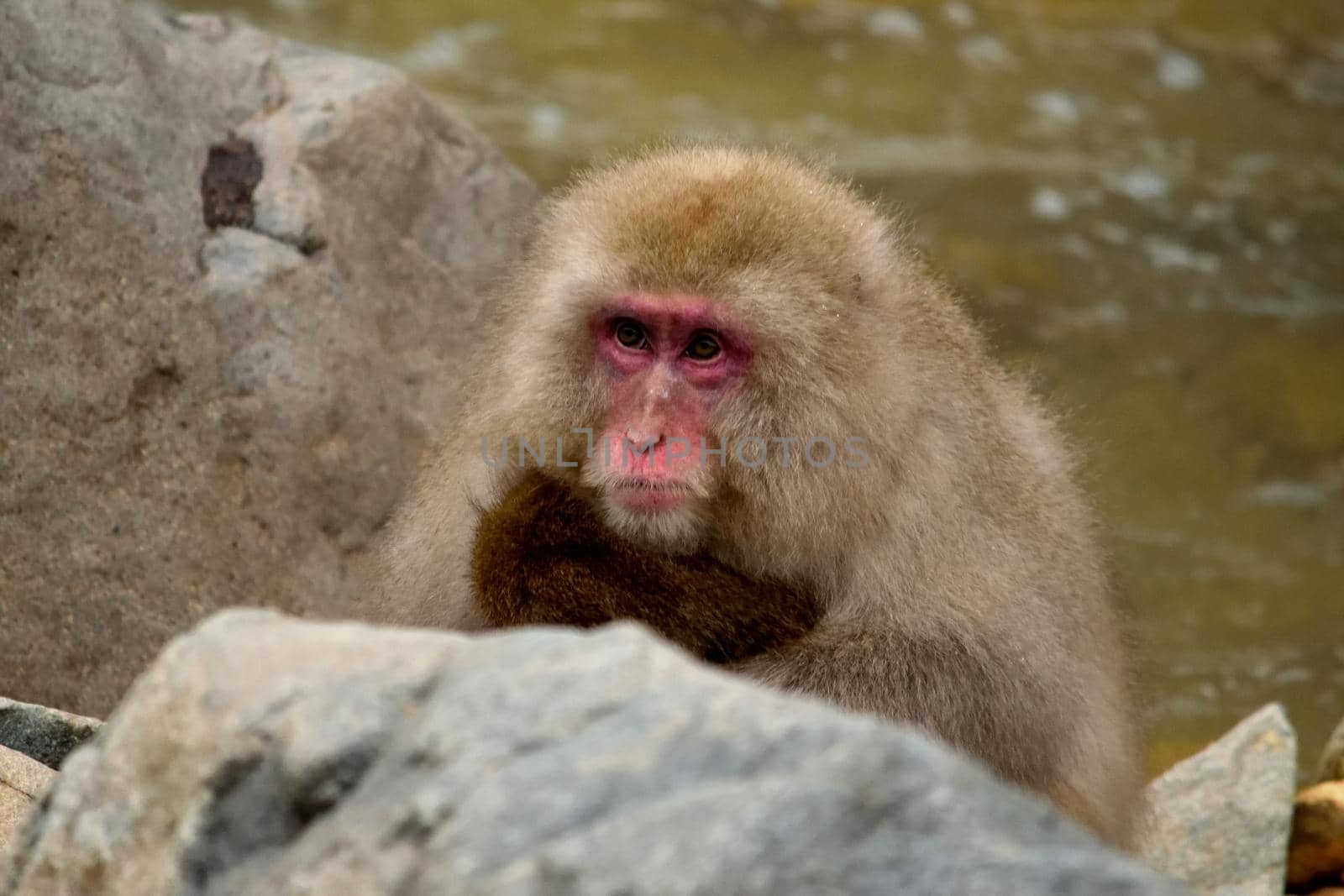 Closeup of a japanese macaque during the winter season, Jigokudani