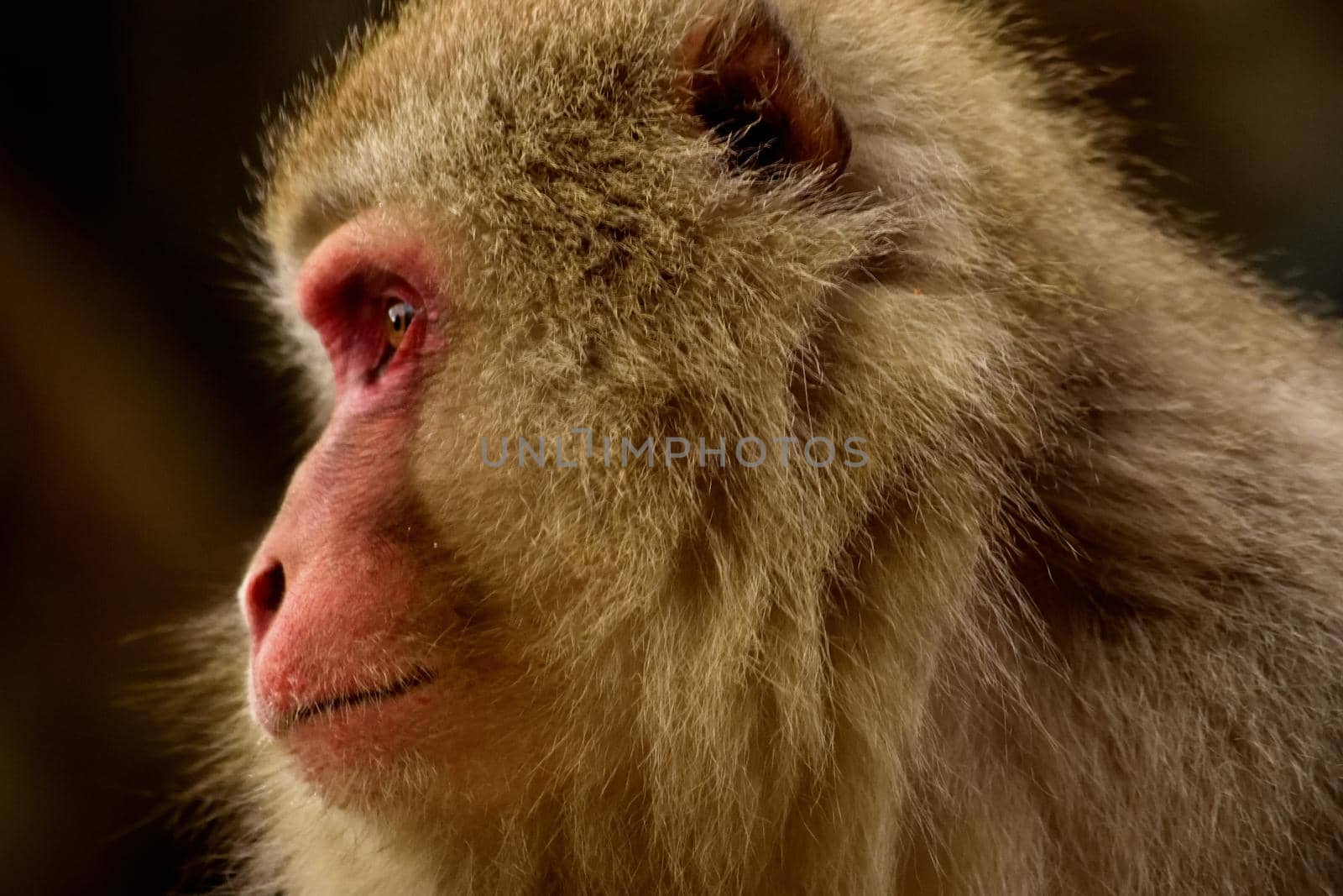 Closeup of a japanese macaque during the winter season, Jigokudani