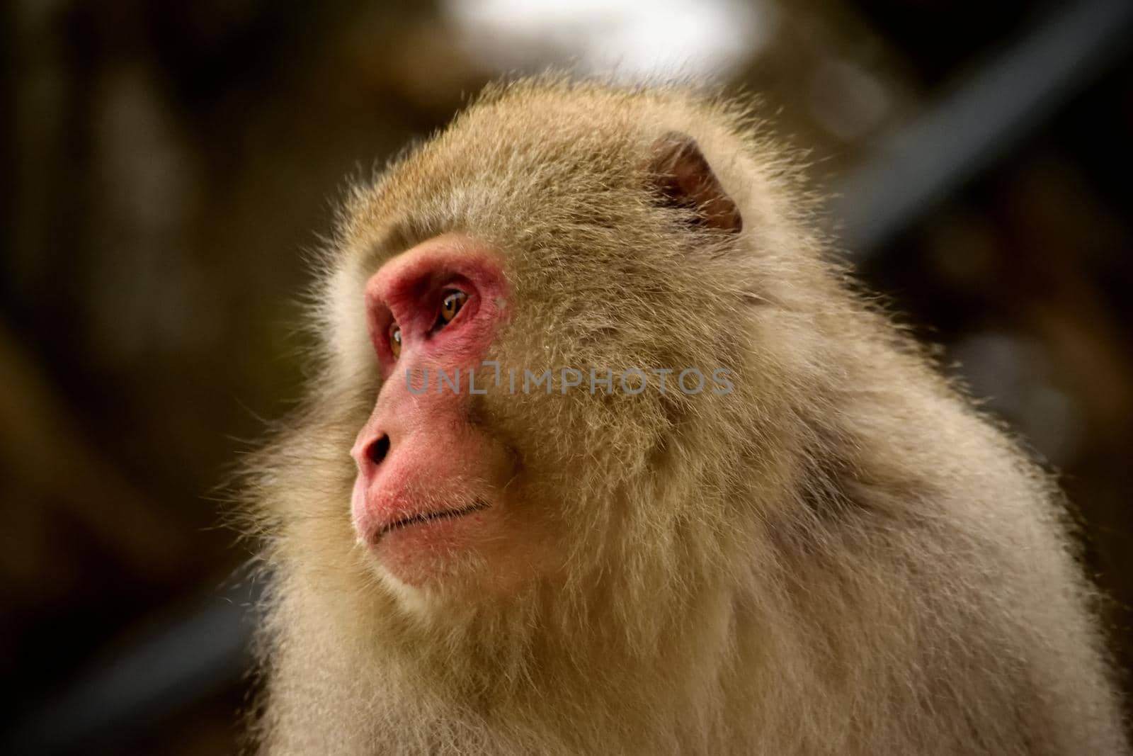 Closeup of a japanese macaque during the winter season by silentstock639