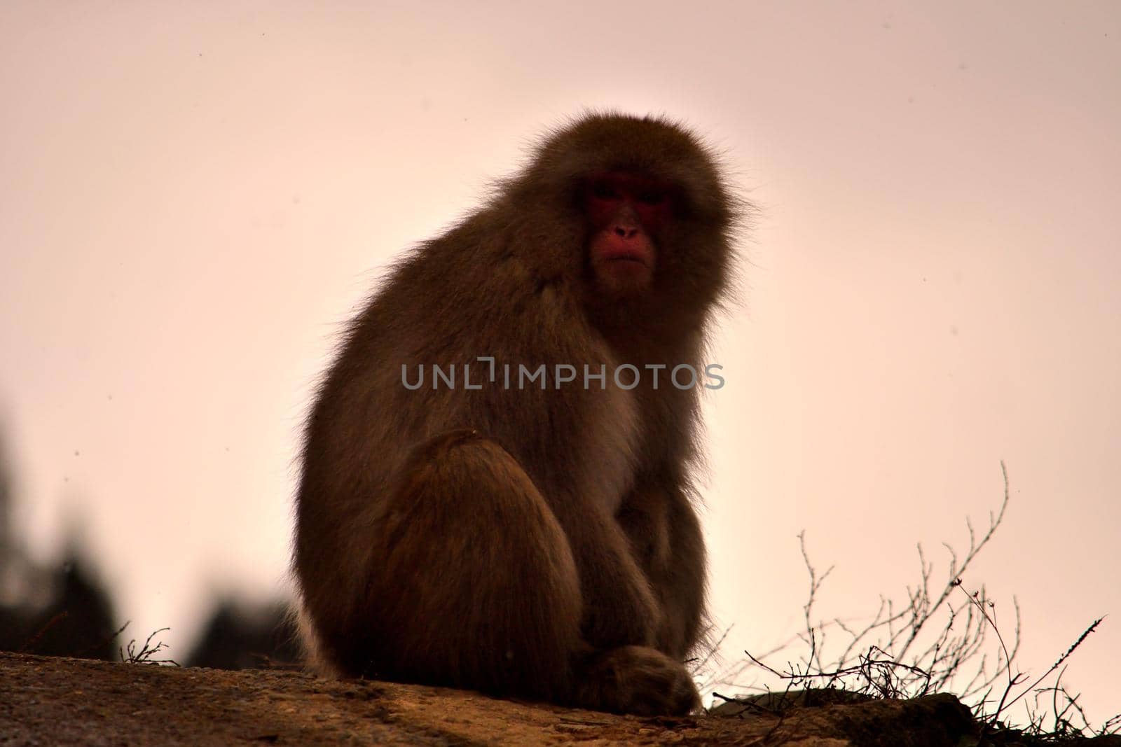 Closeup of a japanese macaque during the winter season by silentstock639