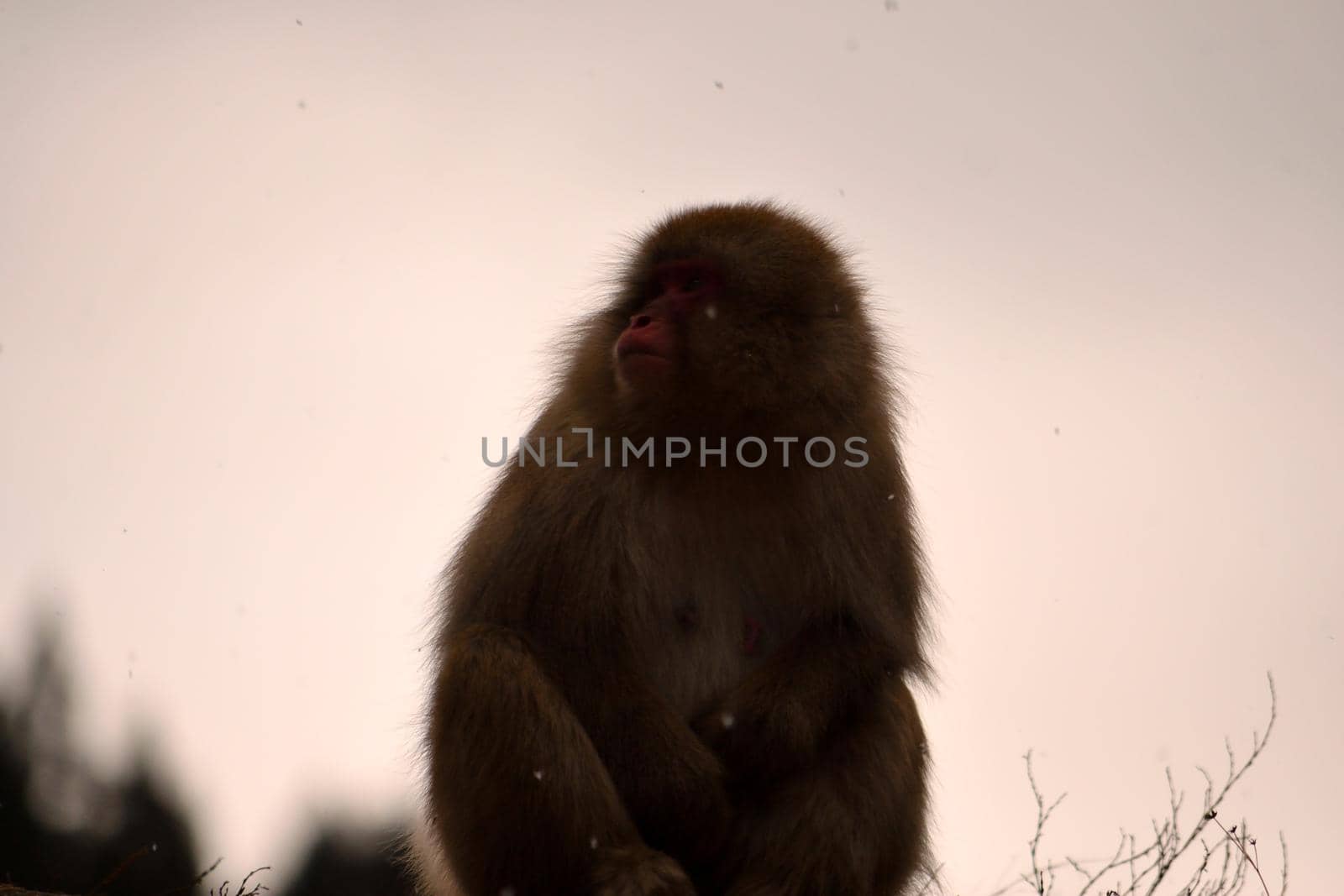 Closeup of a japanese macaque during the winter season, Jigokudani