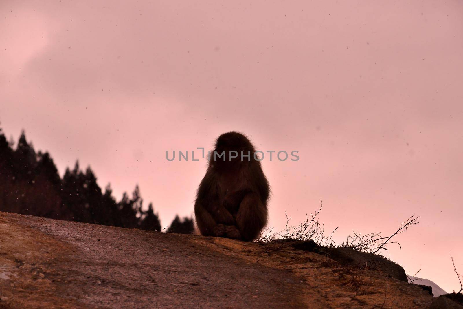 Closeup of a japanese macaque during the winter season by silentstock639