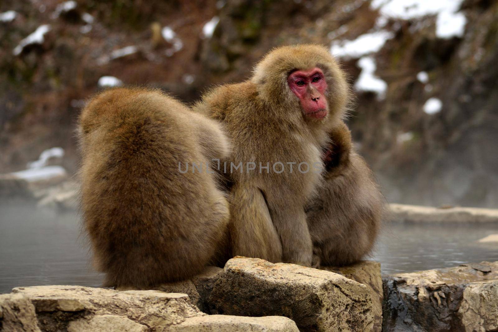 Closeup of a small group of japanese macaques during the winter season by silentstock639