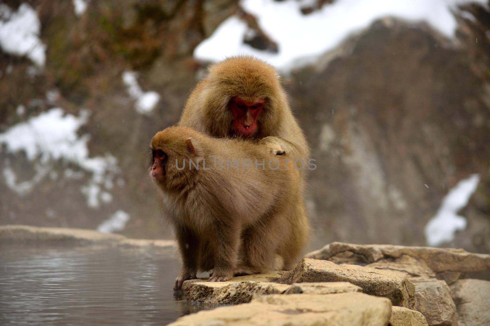 Closeup of two japanese macaques during the winter season by silentstock639