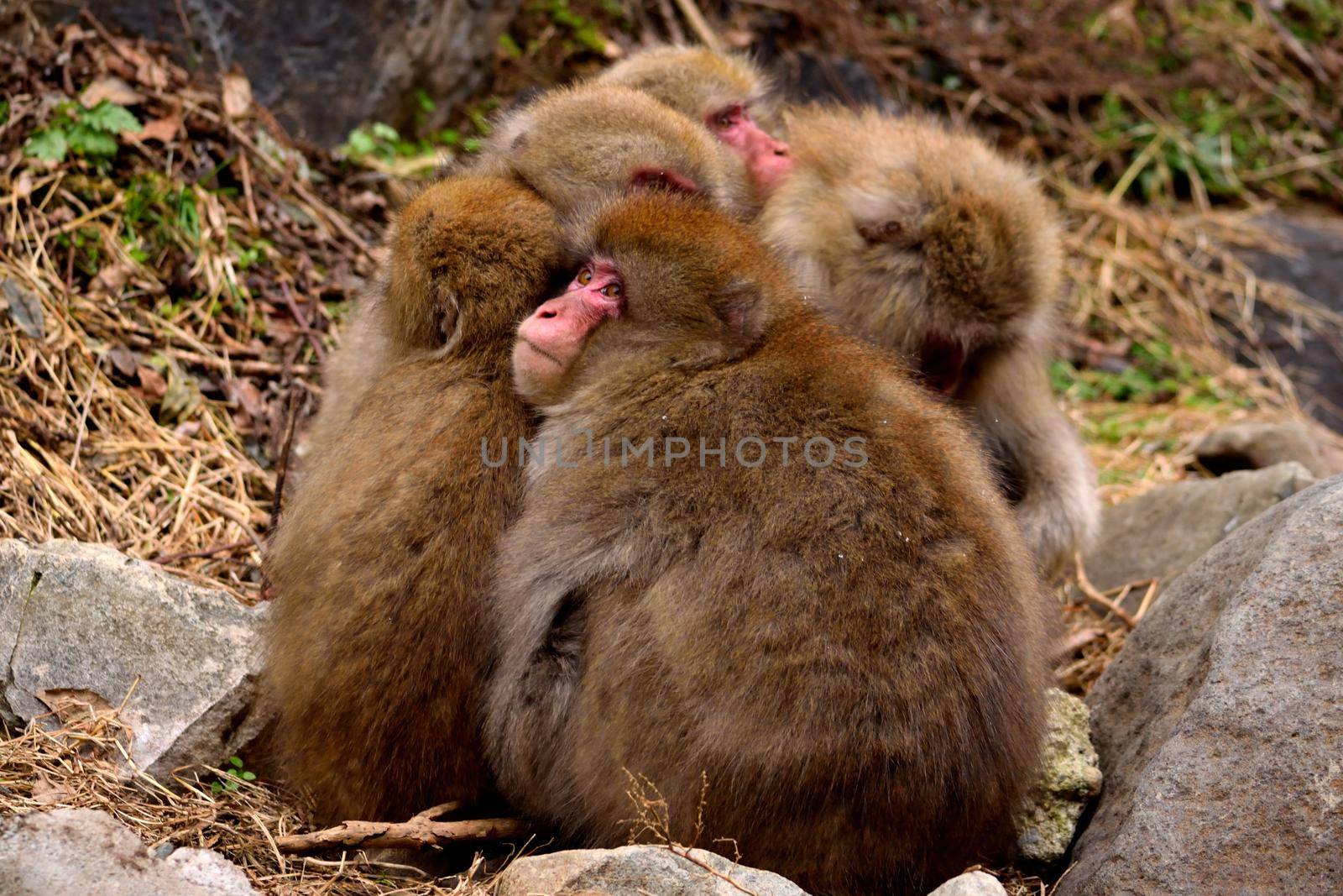 Closeup of a small group of japanese macaques during the winter season by silentstock639