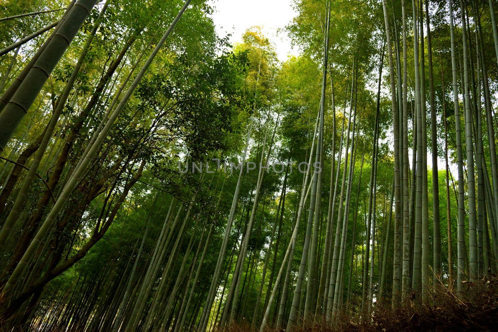 View of the bamboo forest in Arashiyama by silentstock639