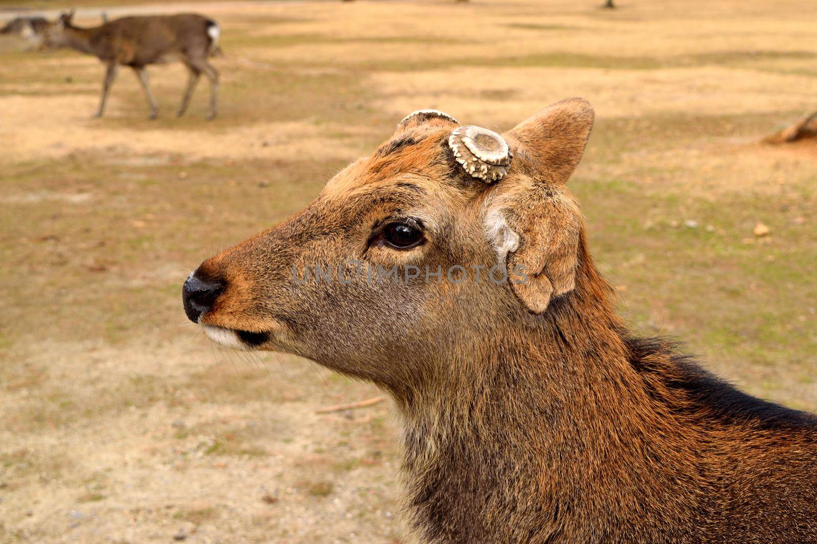 Closeup of one of the holy deer in Nara, Japan