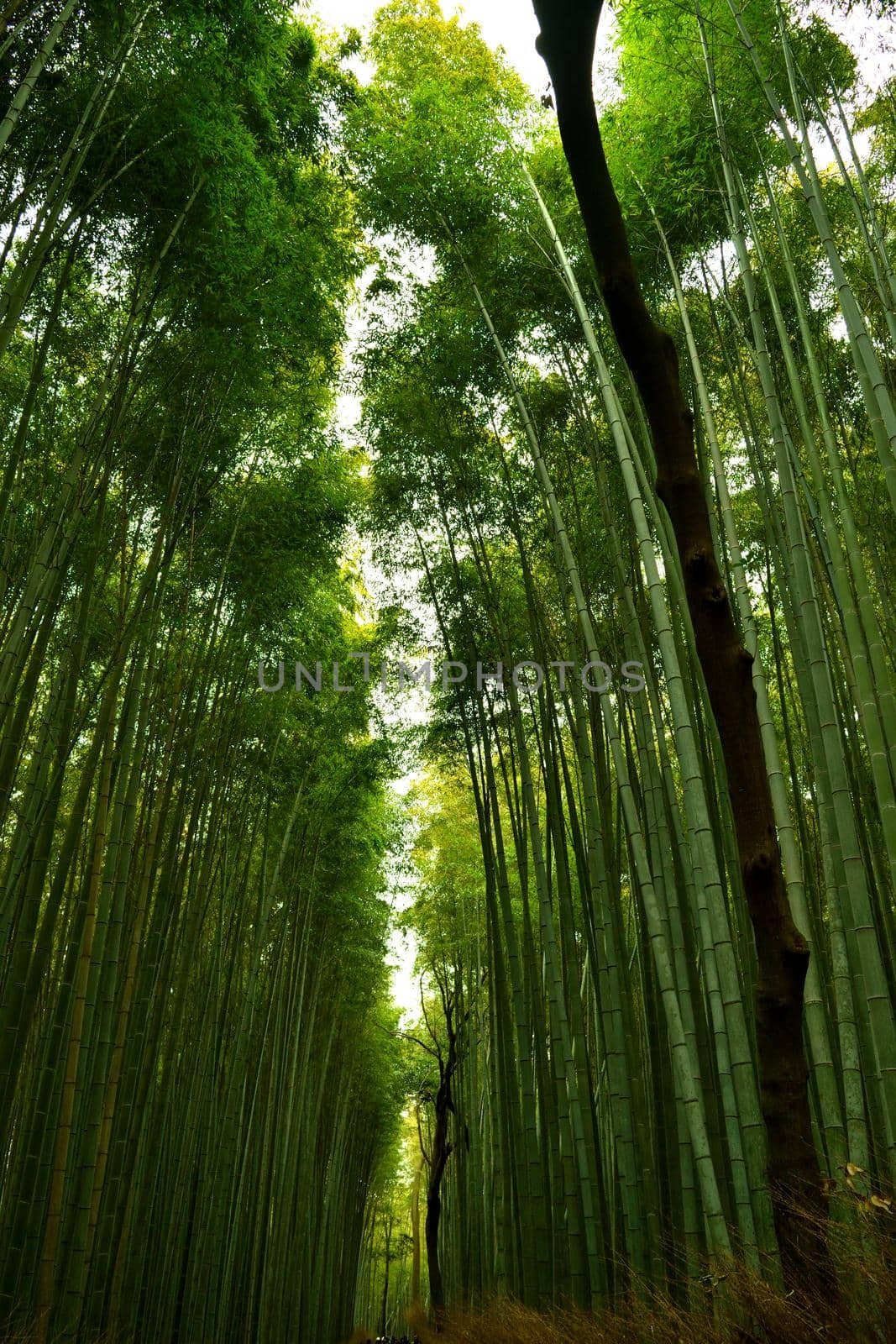 View of the bamboo forest in Arashiyama, Kyoto