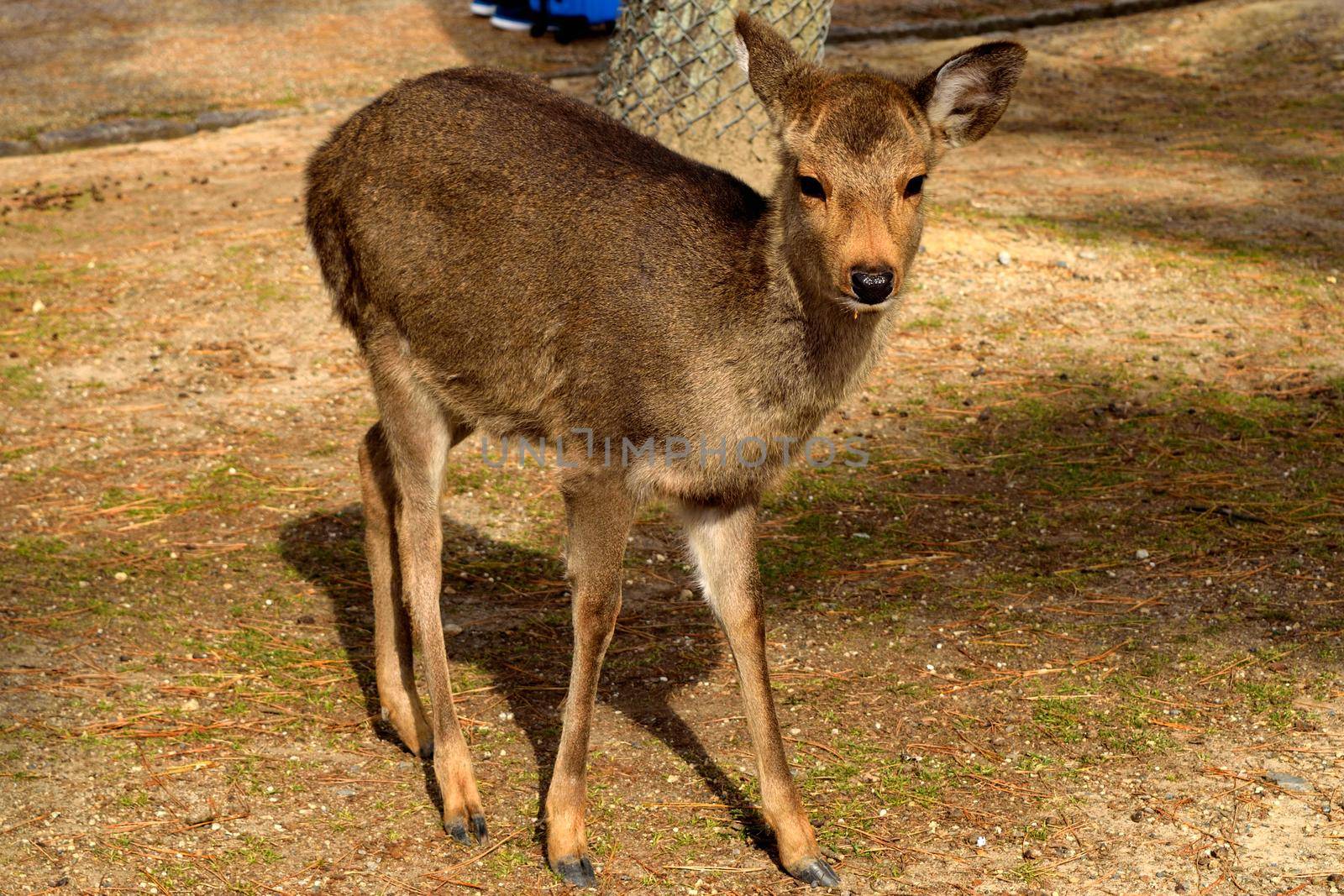 Closeup of one of the holy deer in Nara by silentstock639